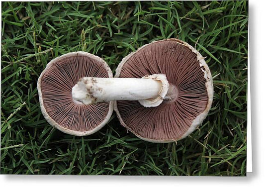 Mushroom Duet - Greeting Card