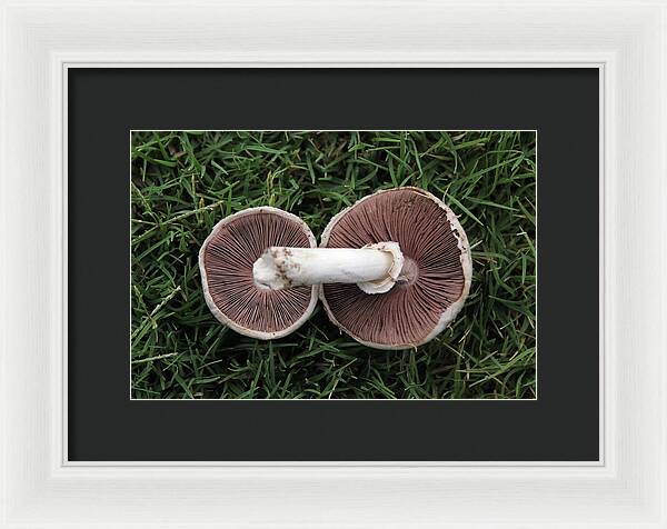 Mushroom Duet - Framed Print