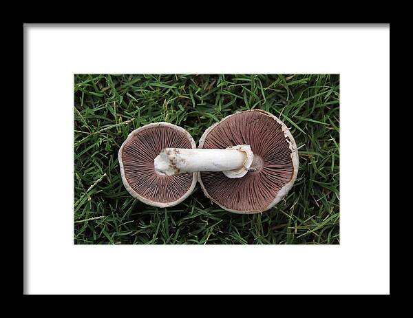 Mushroom Duet - Framed Print