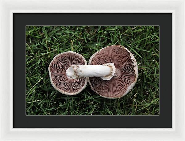 Mushroom Duet - Framed Print