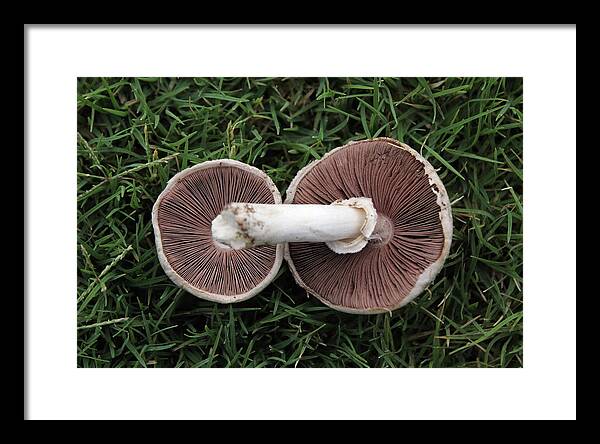 Mushroom Duet - Framed Print