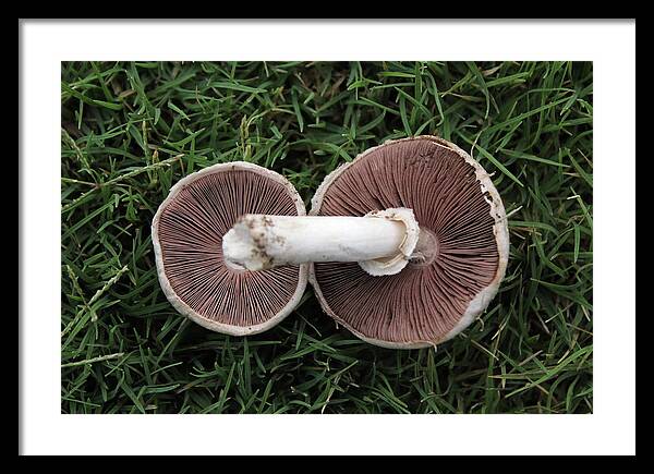 Mushroom Duet - Framed Print