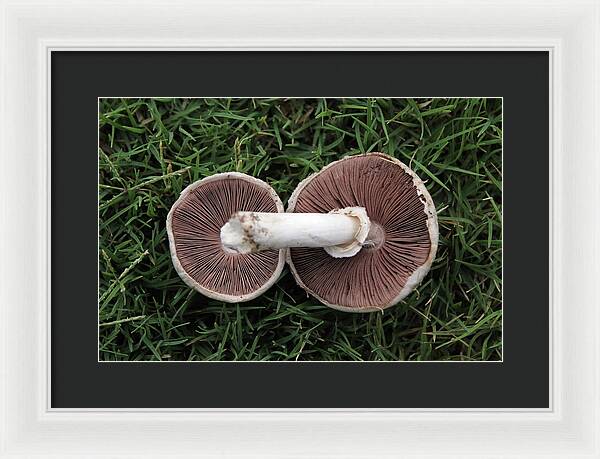 Mushroom Duet - Framed Print