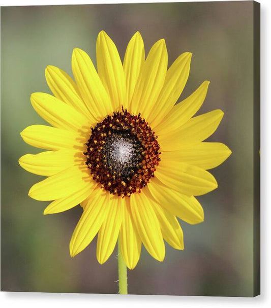 Single Susan Squared - Canvas Print