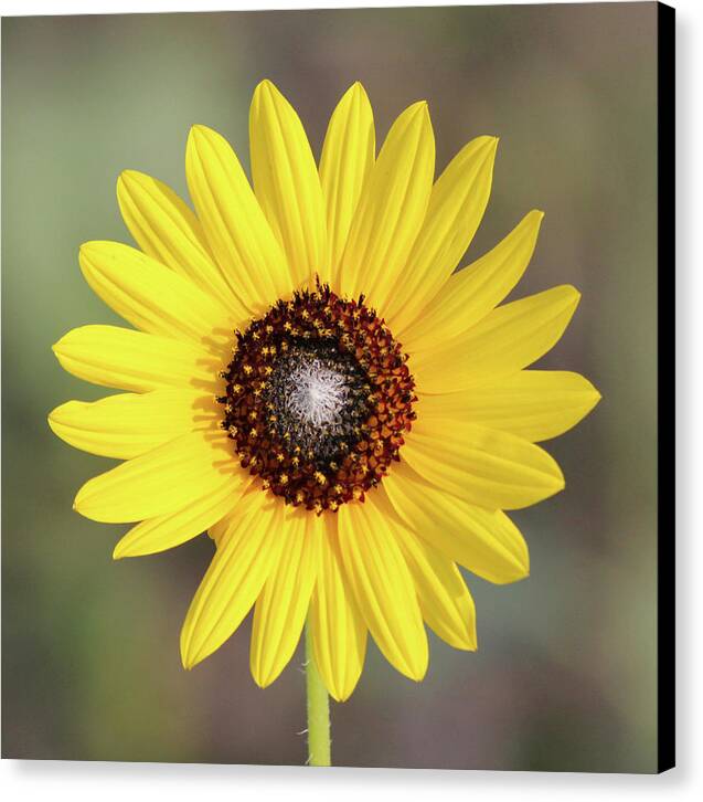 Single Susan Squared - Canvas Print