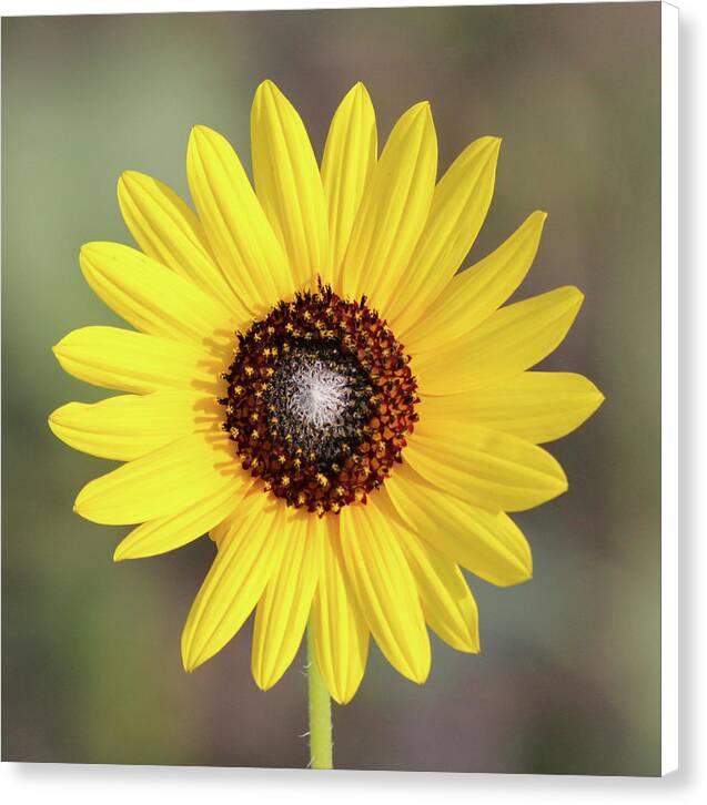 Single Susan Squared - Canvas Print
