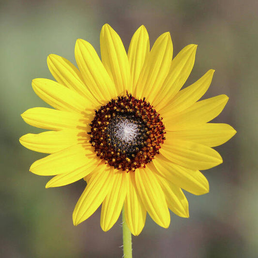 Single Susan Squared - Art Print