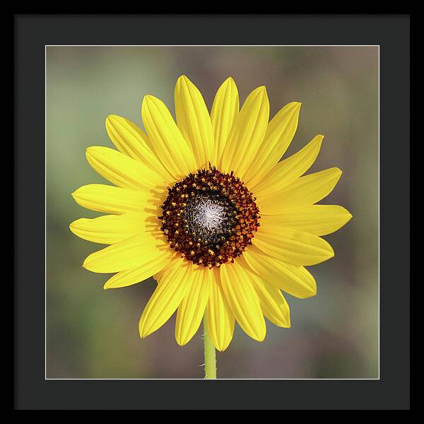 Single Susan Squared - Framed Print