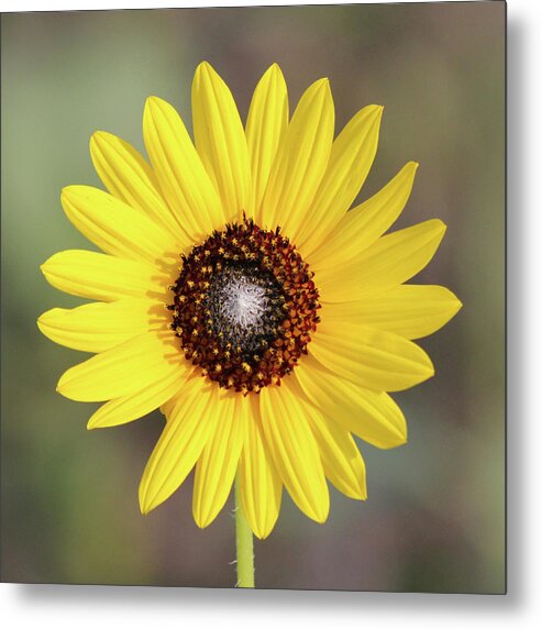 Single Susan Squared - Metal Print