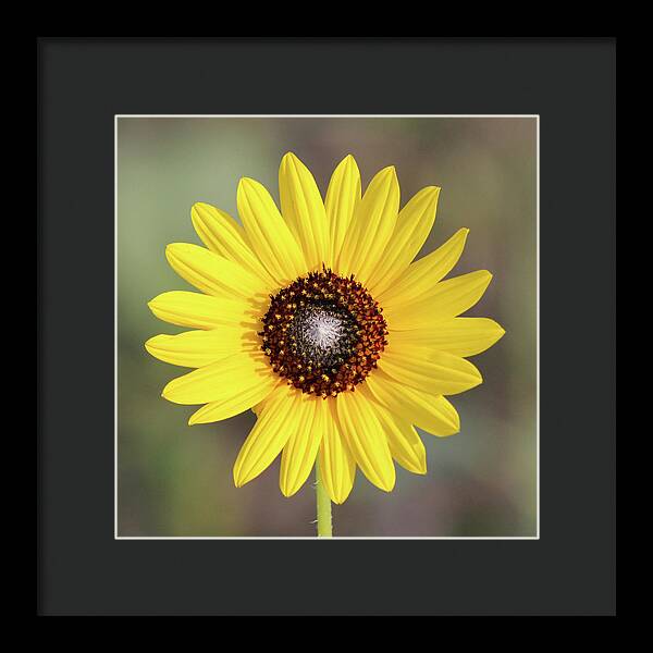 Single Susan Squared - Framed Print