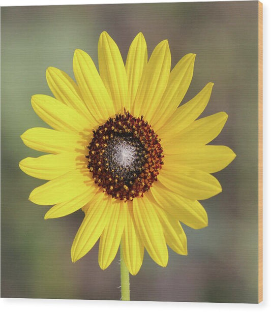 Single Susan Squared - Wood Print