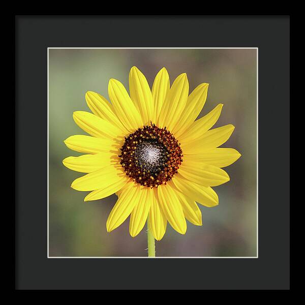 Single Susan Squared - Framed Print