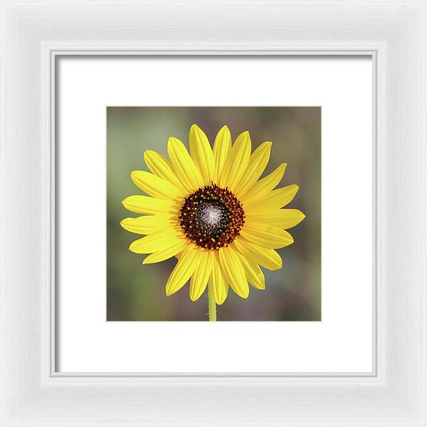 Single Susan Squared - Framed Print
