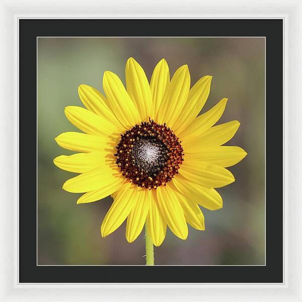Single Susan Squared - Framed Print