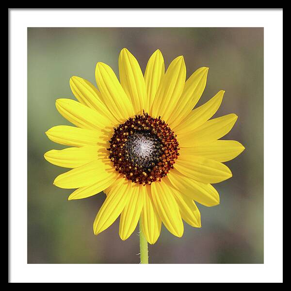 Single Susan Squared - Framed Print