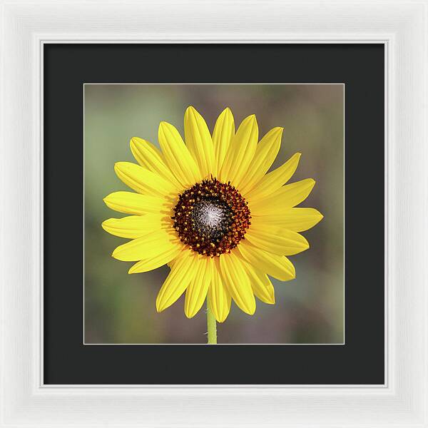 Single Susan Squared - Framed Print