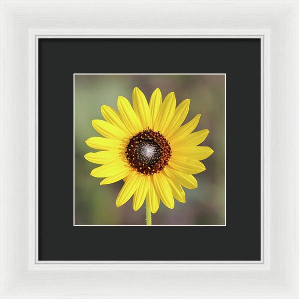 Single Susan Squared - Framed Print