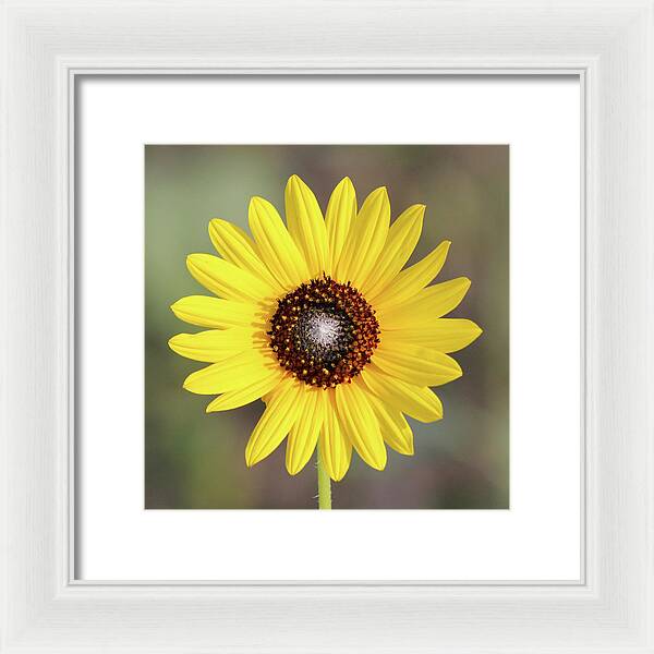 Single Susan Squared - Framed Print