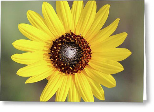 Single Susan Squared - Greeting Card