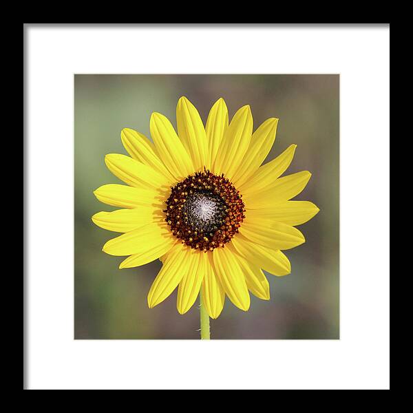 Single Susan Squared - Framed Print