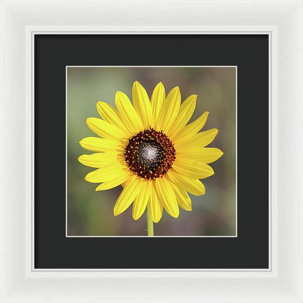 Single Susan Squared - Framed Print