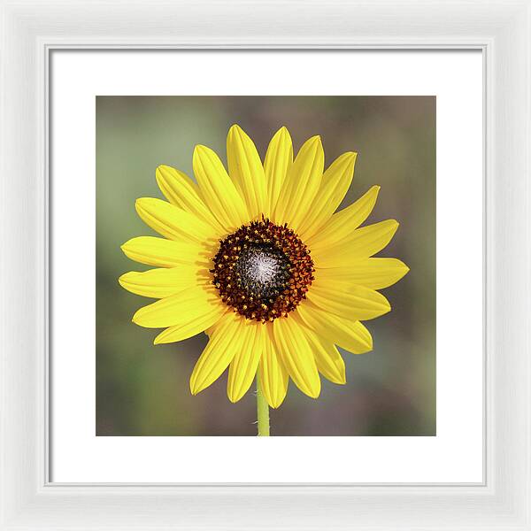 Single Susan Squared - Framed Print