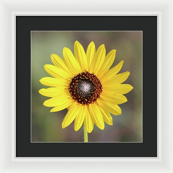 Single Susan Squared - Framed Print