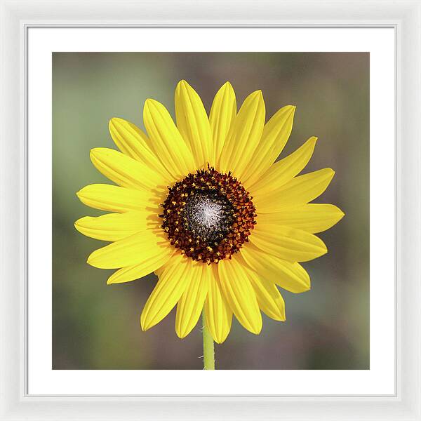 Single Susan Squared - Framed Print