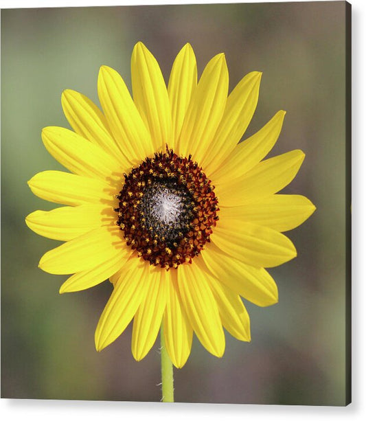 Single Susan Squared - Acrylic Print