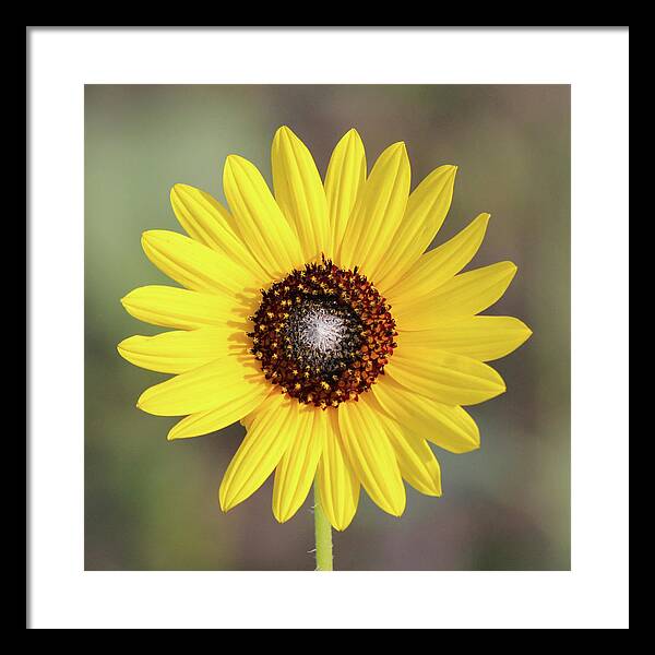 Single Susan Squared - Framed Print