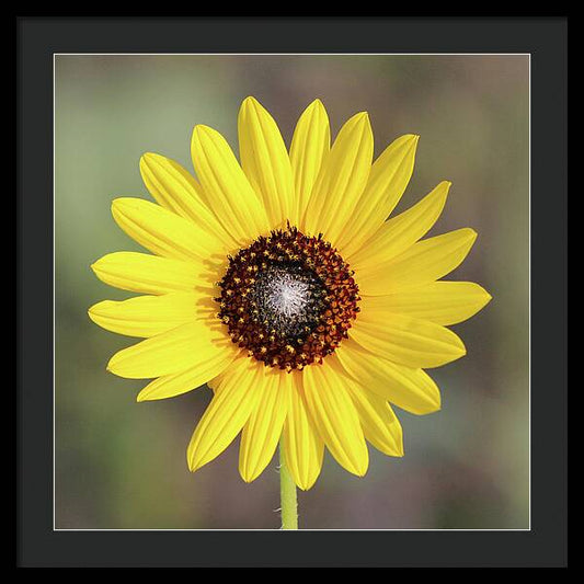 Single Susan Squared - Framed Print