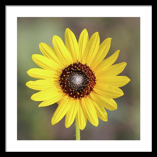 Single Susan Squared - Framed Print