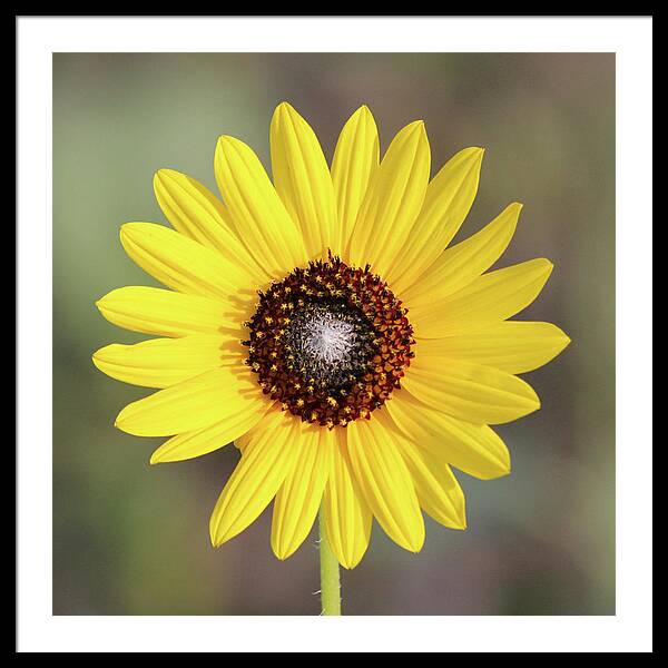 Single Susan Squared - Framed Print