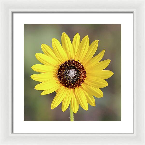 Single Susan Squared - Framed Print