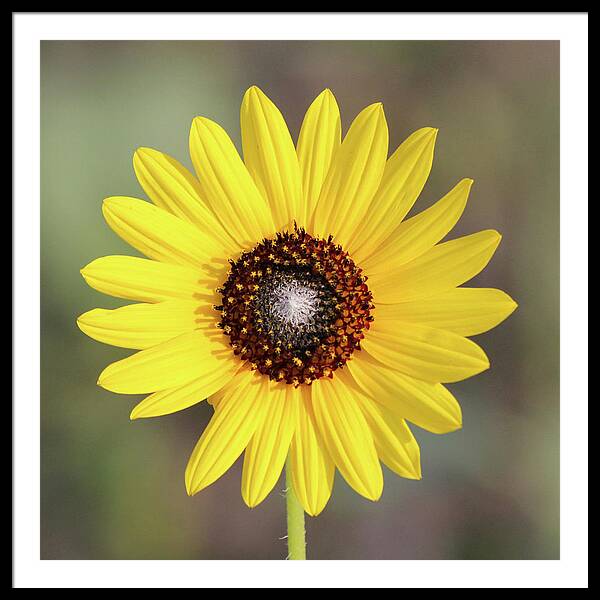 Single Susan Squared - Framed Print