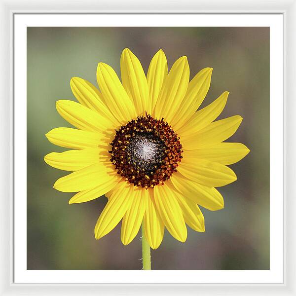 Single Susan Squared - Framed Print