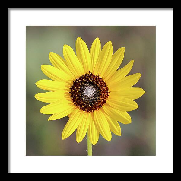 Single Susan Squared - Framed Print