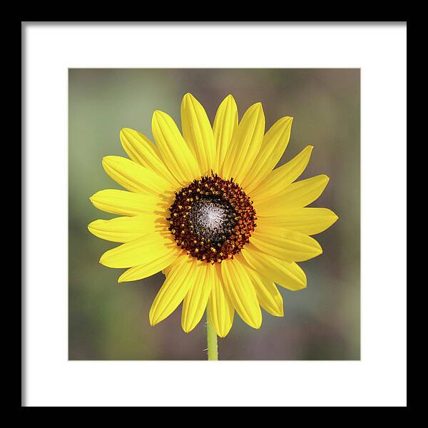Single Susan Squared - Framed Print