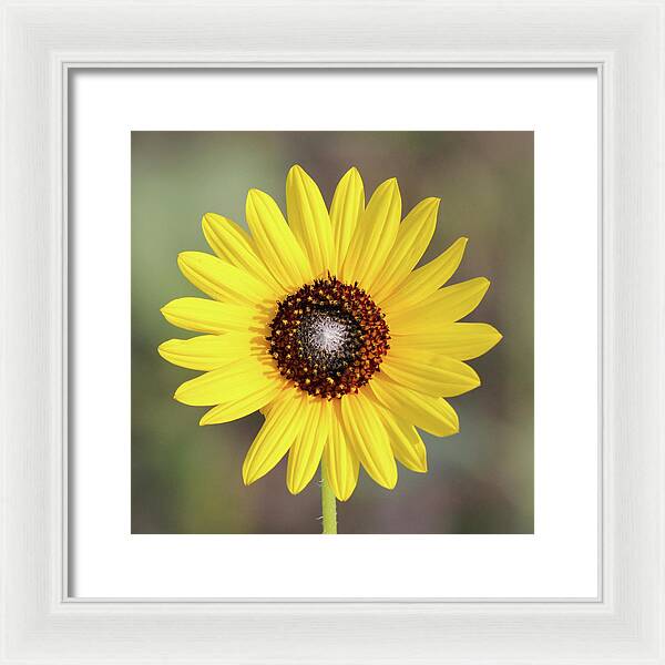 Single Susan Squared - Framed Print
