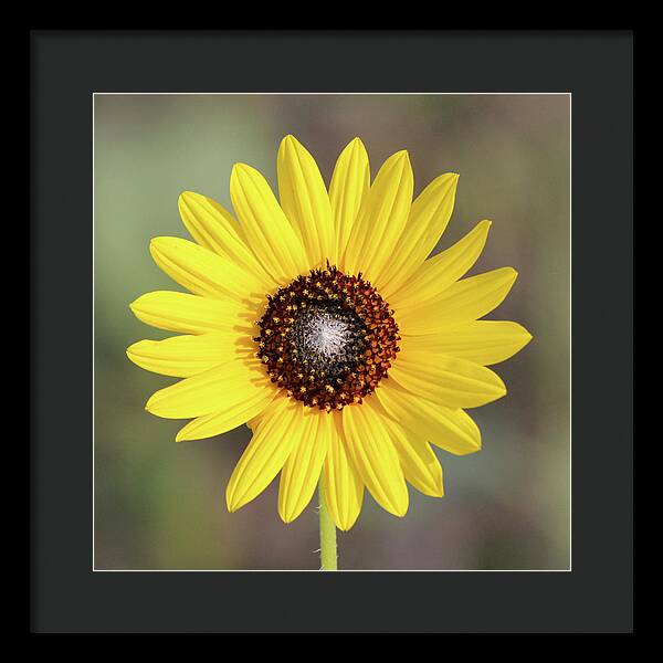 Single Susan Squared - Framed Print