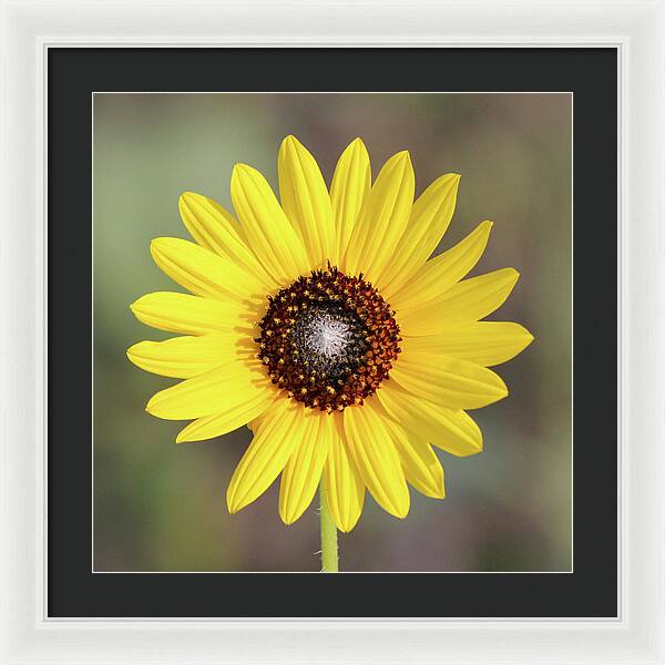 Single Susan Squared - Framed Print