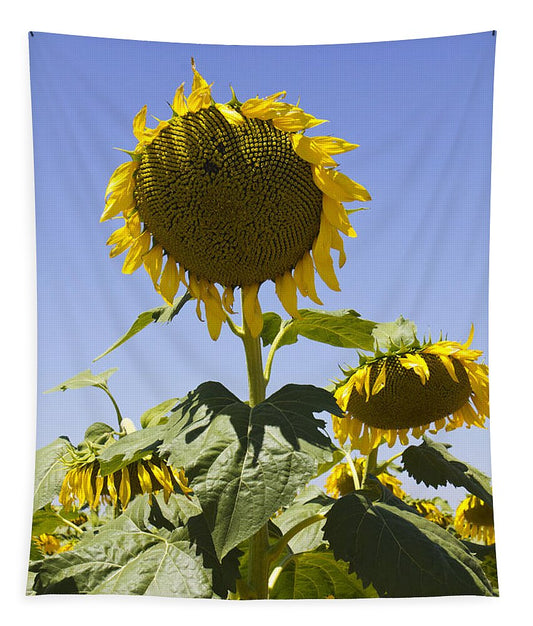 Sun Power - Tapestry