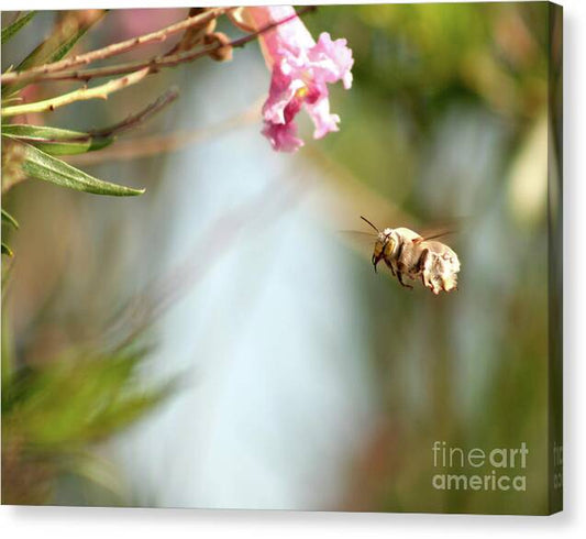 The Pollinator - Canvas Print