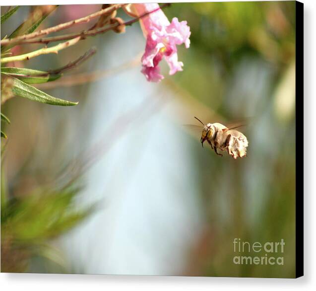 The Pollinator - Canvas Print