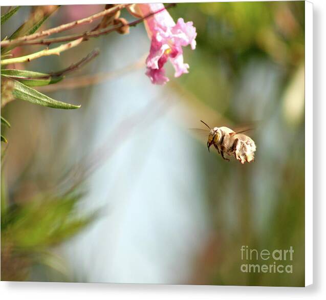 The Pollinator - Canvas Print