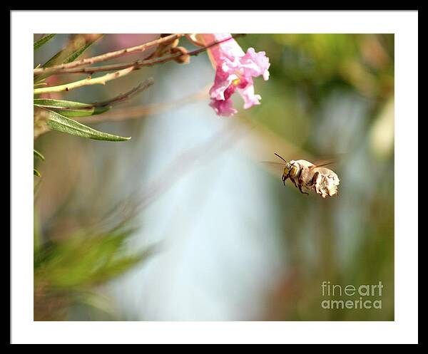 The Pollinator - Framed Print