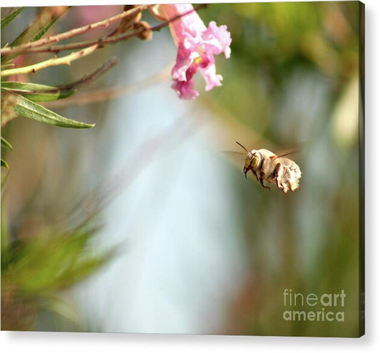 The Pollinator - Acrylic Print
