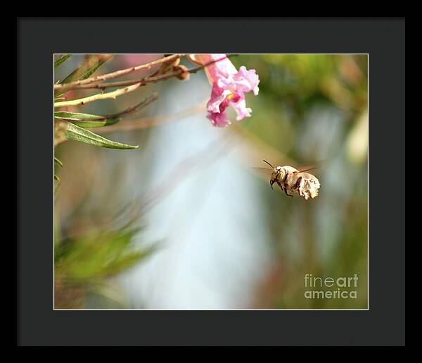 The Pollinator - Framed Print