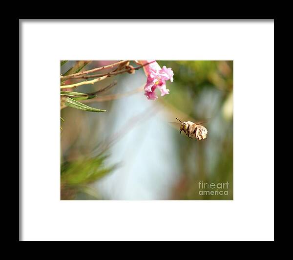 The Pollinator - Framed Print