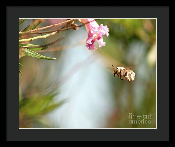The Pollinator - Framed Print
